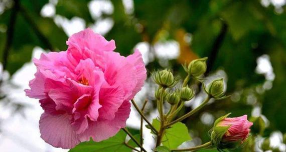 芙蓉花的花语与哪种花相似？它们有何共同之处？