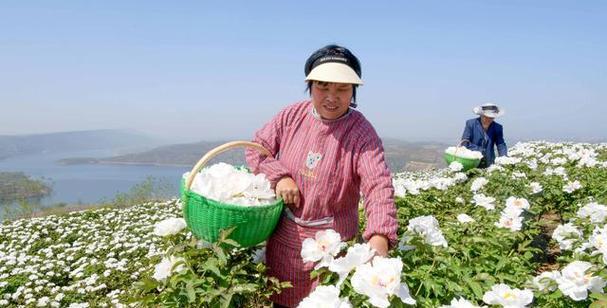 河南地区种植牡丹花的最佳时间？