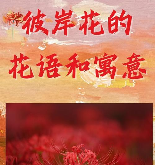 月季彼岸花语有何特别含义？