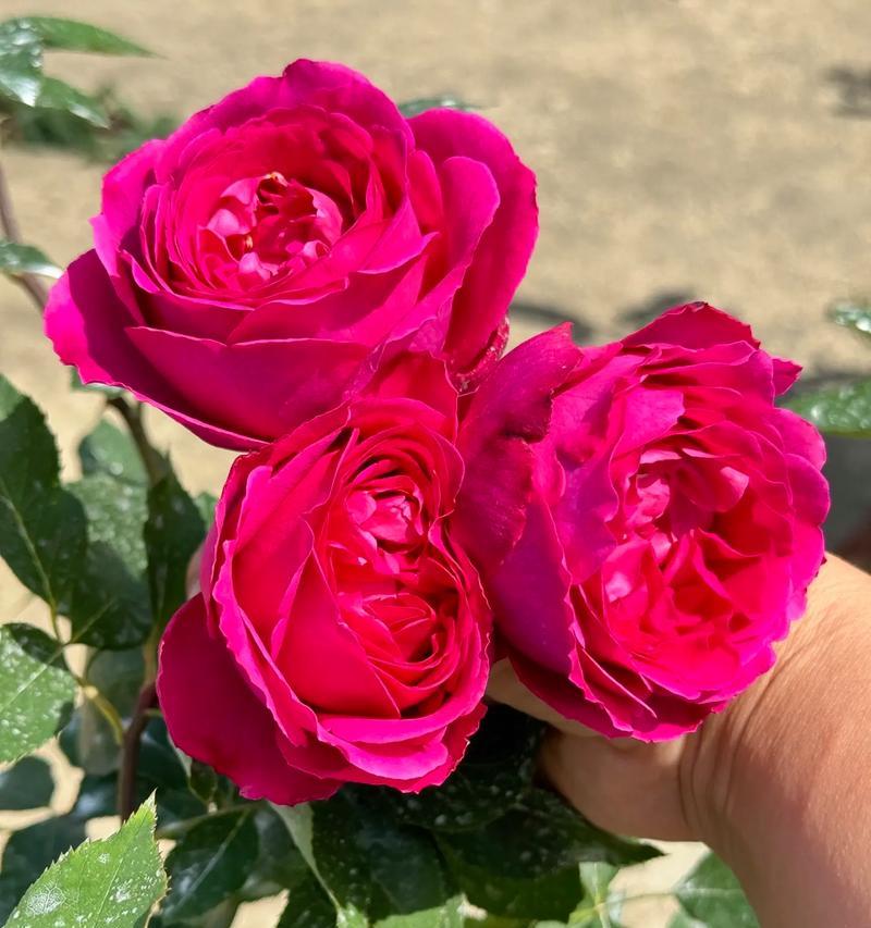 什么花的花语代表热情？哪种花象征着热烈的情感？