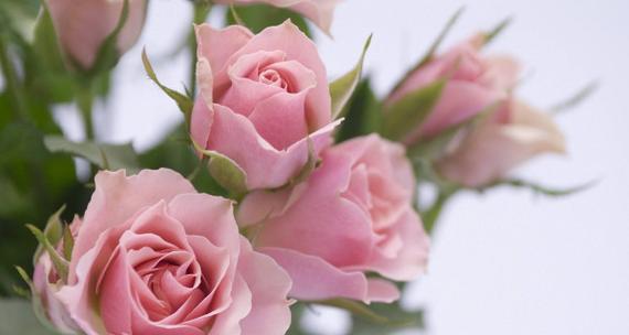 什么花的花语代表热情？哪种花象征着热烈的情感？