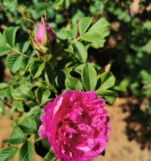 平阴花蕾玫瑰的种植要点是什么？如何提高成活率？