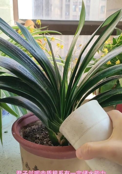 君子兰浇水的最佳方法是什么？如何确保水分完全渗透？