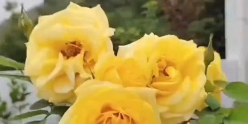 送女朋友特殊花语的花有哪些？它们各自代表什么意义？