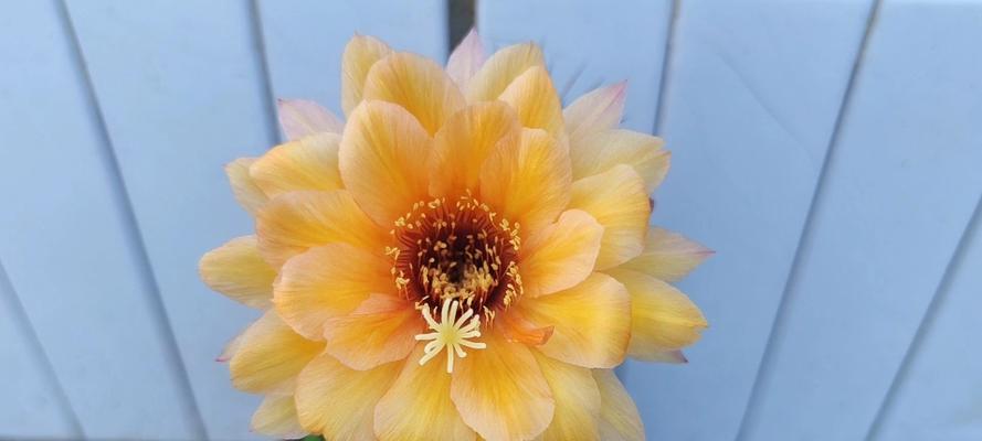 仙人球植物毛花柱种子的种植方法是什么？