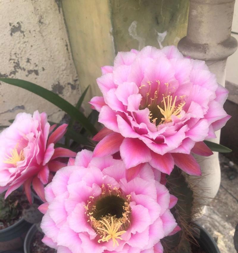 仙人球植物毛花柱种子的种植方法是什么？