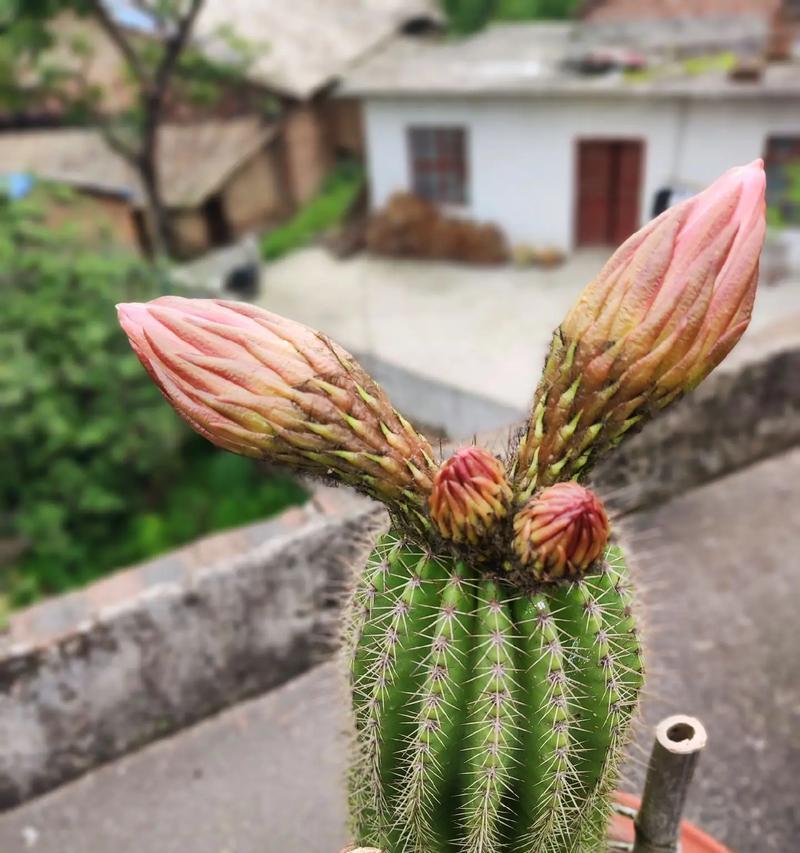 仙人球植物毛花柱种子的种植方法是什么？
