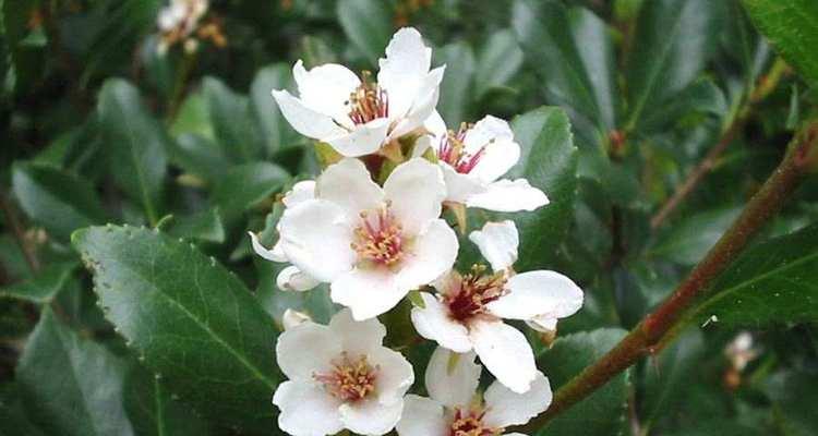 石斑木的花语是什么？它代表了什么？
