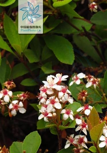 石斑木的花语是什么？它代表了什么？