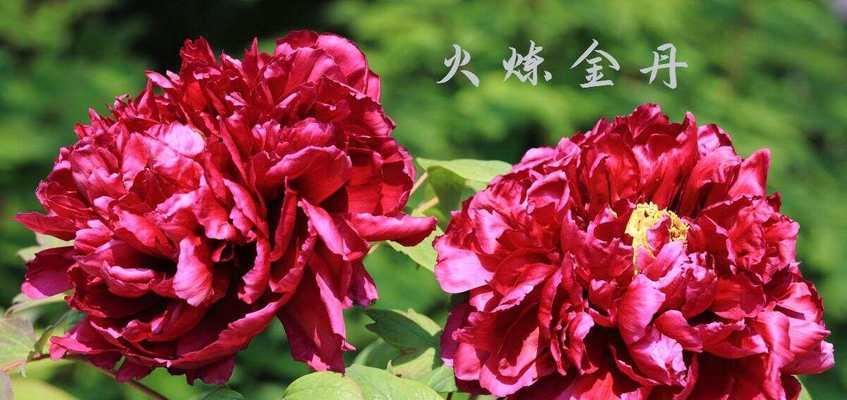 牡丹花黑红色是什么品种？