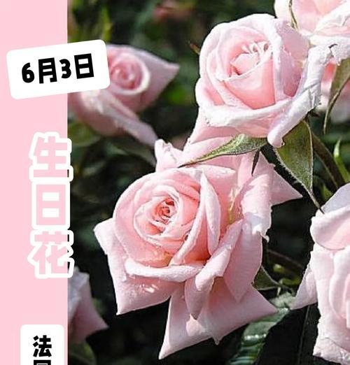 粉玫瑰的花语代表了什么？粉玫瑰传递了哪些情感？
