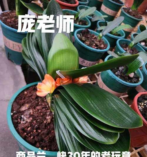 哪种君子兰品种窄叶更易养护？