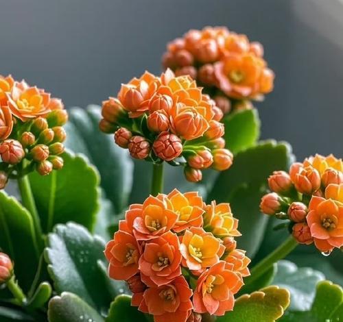 特殊场合下应该选择哪种花？它们的花语分别是什么？