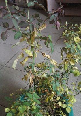 软叶子玫瑰花的养护要点是什么？如何保持软叶子玫瑰花的健康？