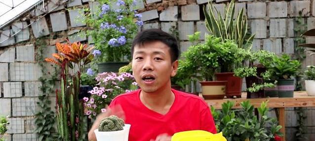 抽龟仙人球叶子的正确方法是什么？