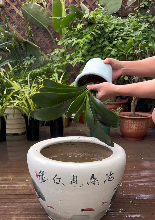 君子兰种子的种植方法和注意事项是什么？