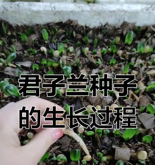 君子兰种子的种植方法和注意事项是什么？