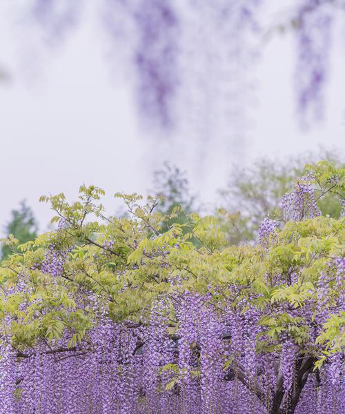 诡异花朵代表什么？它的花语和寓意有何深意？