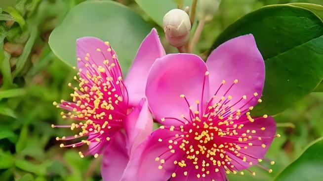诡异花朵代表什么？它的花语和寓意有何深意？
