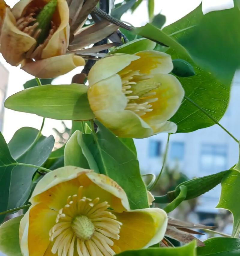 巴西铁树开花的花语是什么？它象征着什么？