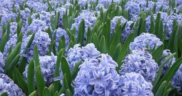 巴西铁树开花的花语是什么？它象征着什么？