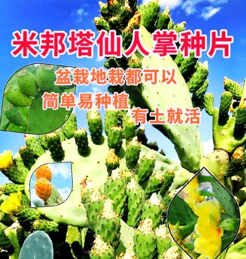 无刺仙人掌冬季开花条件及养护方法？
