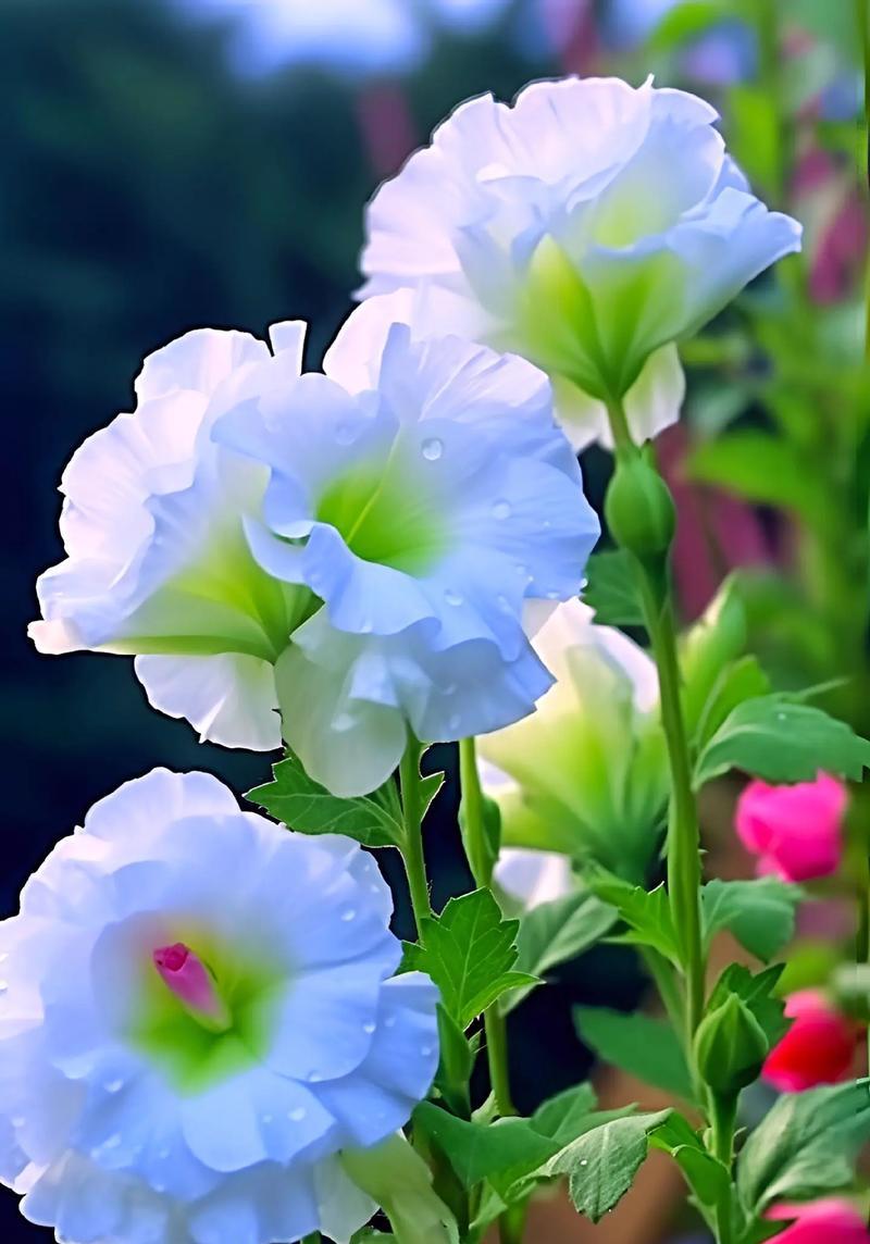 桔梗花期过后花语有何变化？