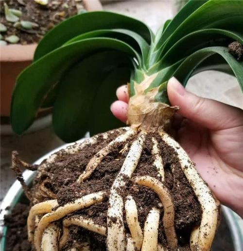 君子兰出芽后的上盆技巧是什么？