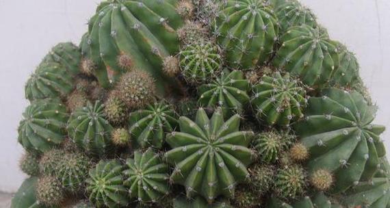 选择合适的花盆种植仙人球的技巧是什么？