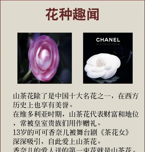 山茶花的数字寓意是什么？花语又代表什么？
