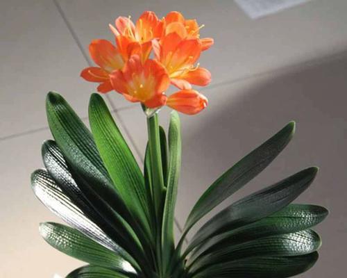 5月君子兰出花苞时应该怎么办？如何促进开花？