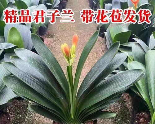 5月君子兰出花苞时应该怎么办？如何促进开花？