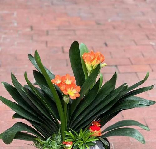5月君子兰出花苞时应该怎么办？如何促进开花？