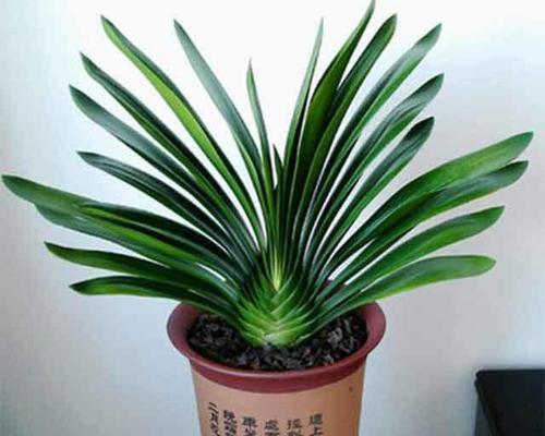 黑珍珠君子兰的名贵品种有哪些特征？