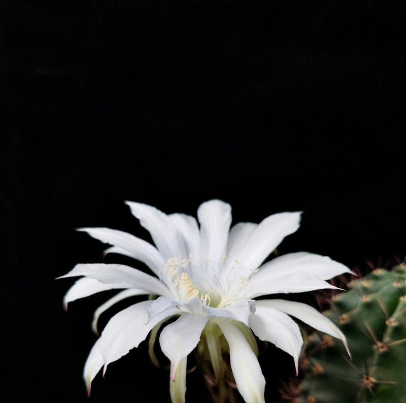 仙人球花卉的学名是什么？有哪些别称或俗称？
