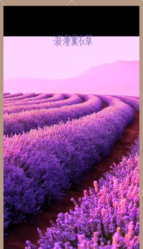薰衣草的花语是什么？它象征着什么？