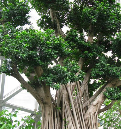 大彩球仙人掌的种植方法是什么？有哪些注意事项？