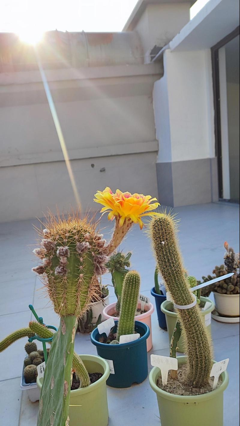 仙人掌带花纹如何养护？养护中应注意哪些问题？