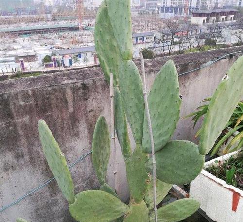 仙人掌带花纹如何养护？养护中应注意哪些问题？