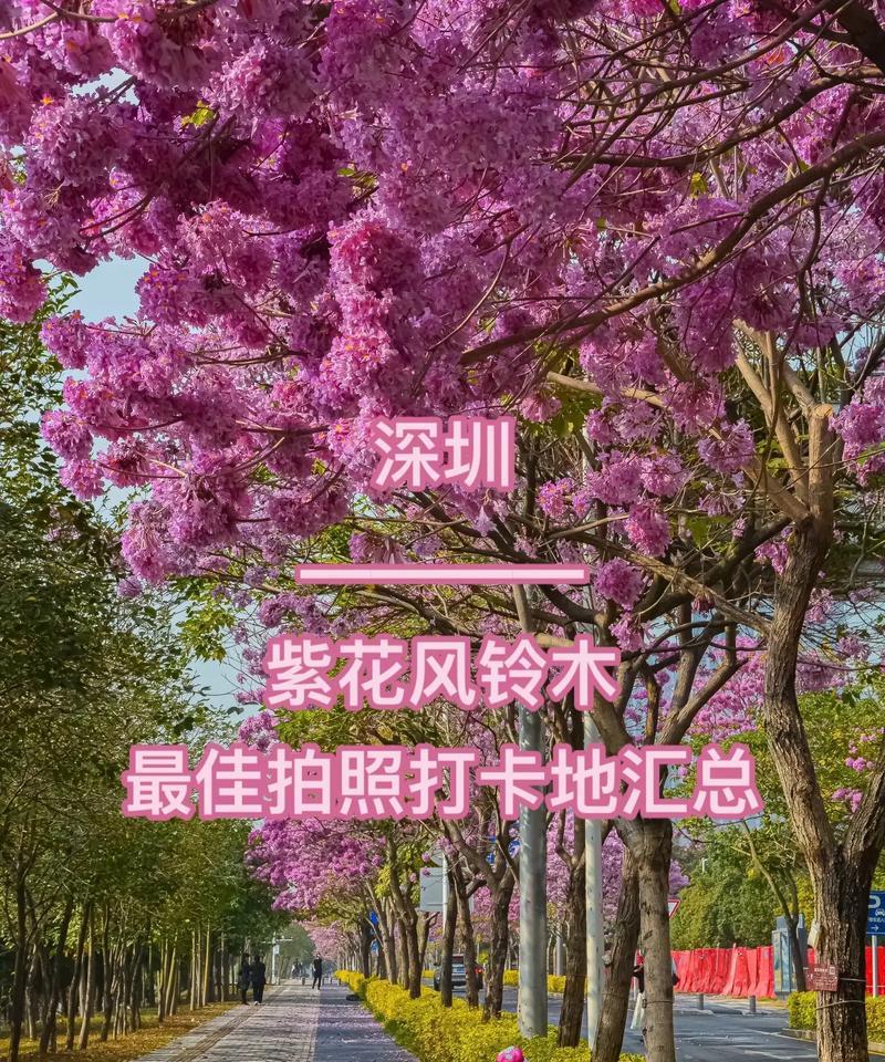 那片风吹的花语是什么？风中花语的深层含义是什么？