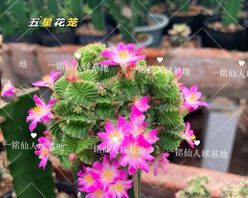 乌月龙仙人球的养护技巧有哪些？
