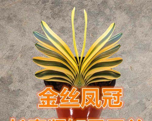 君子兰作为礼物合适吗？如何养护？