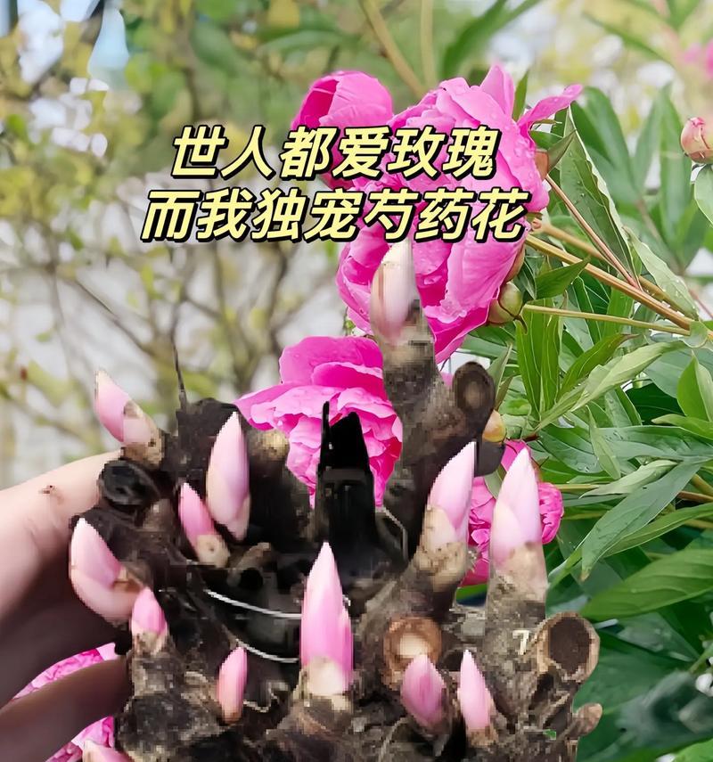 芍药花不同颜色的花语有何区别？