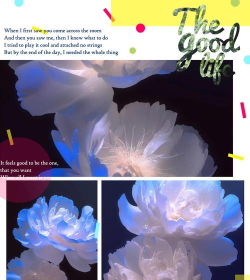 芍药花不同颜色的花语有何区别？