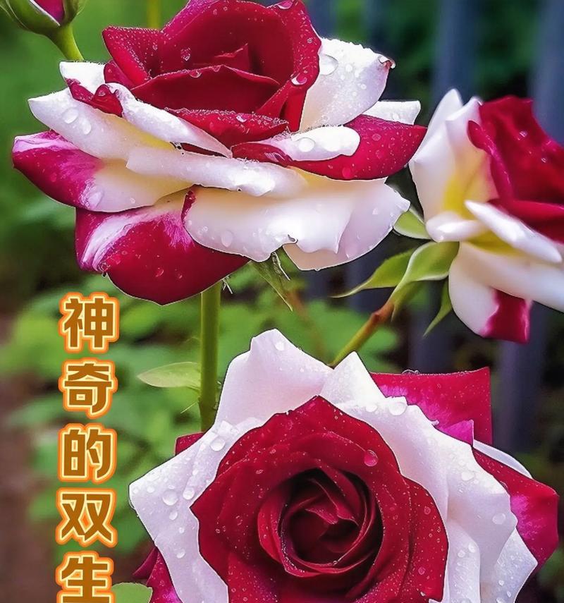 富贵姐送玫瑰花的寓意是什么？它在送礼时有何特殊含义？