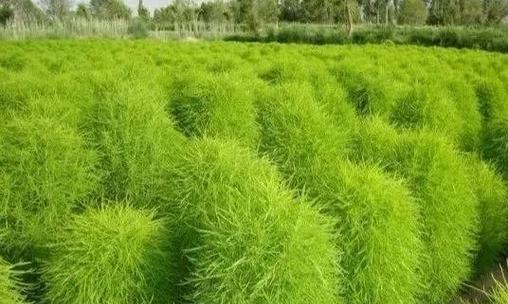扫帚菜的花语有何特别之处？它传递了什么信息？