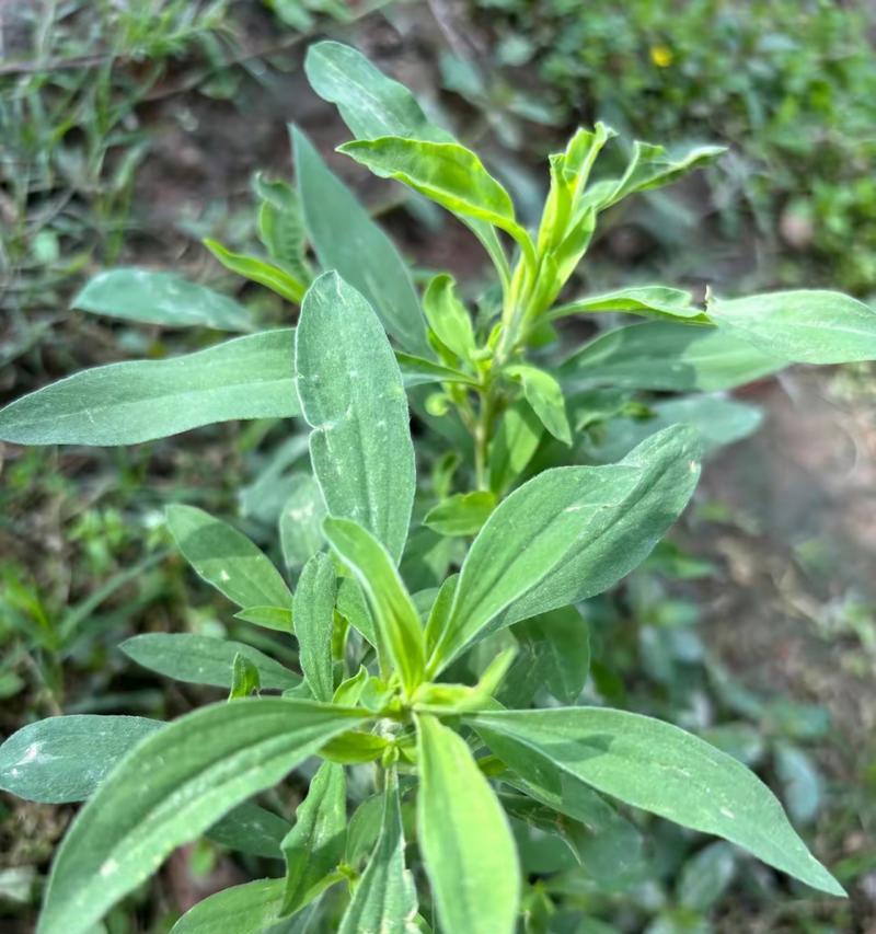 扫帚菜的花语有何特别之处？它传递了什么信息？