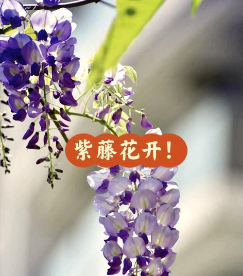 花语中的天长地久是什么意思？哪种花象征着永恒的爱？
