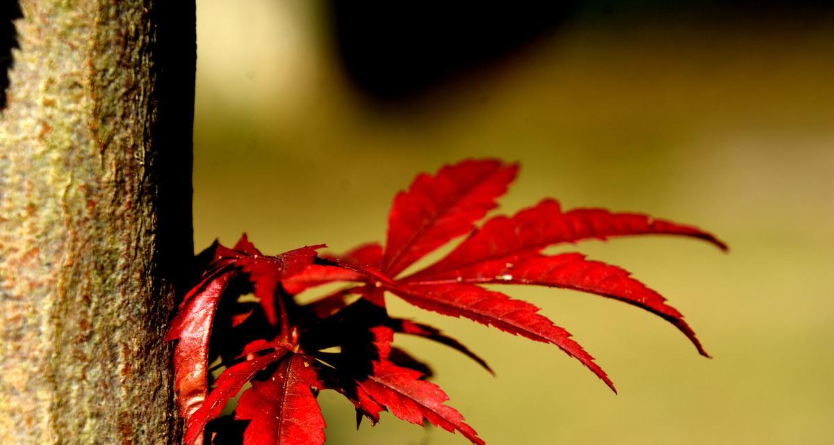 红色花代表了刘辩怎样的情感？