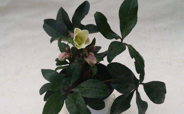大伯家的玫瑰花如何养护？有哪些好的养护建议？
